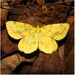 Crocus Geometer Moths - Photo (c) Kyle Warnecke, some rights reserved (CC BY-NC), uploaded by Kyle Warnecke