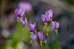 Primula pauciflora cusickii