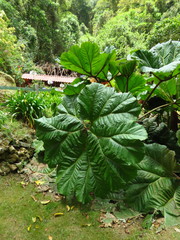 Gunnera insignis