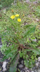 Sonchus asper