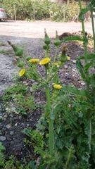 Sonchus asper