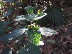 Lippia substrigosa