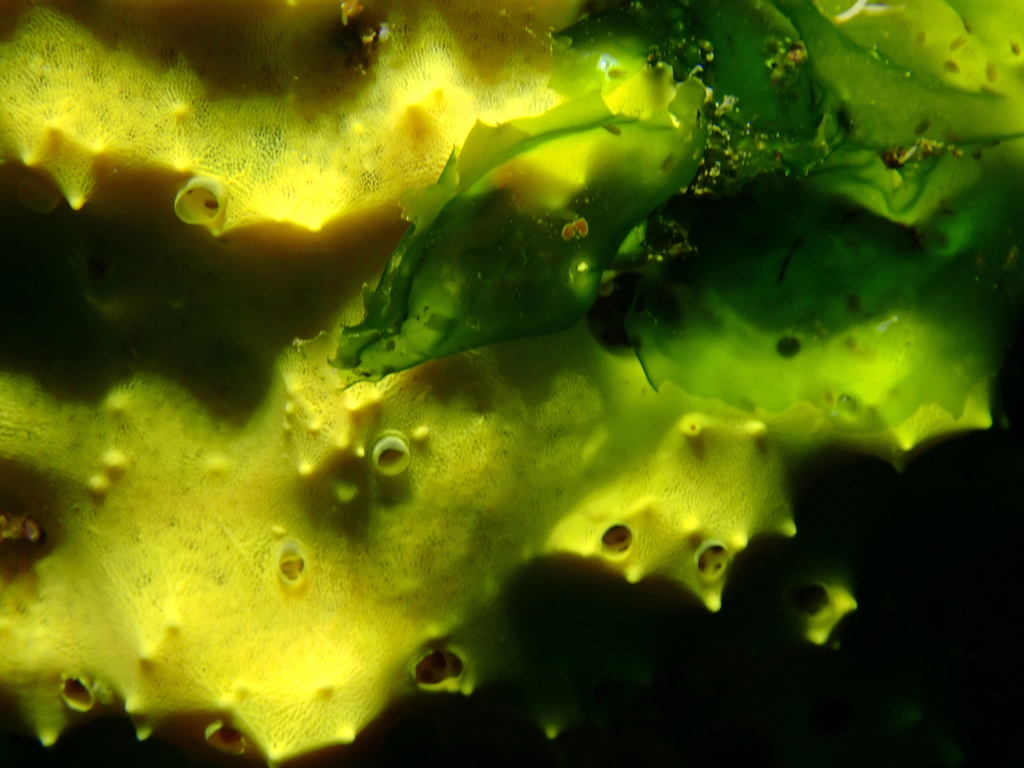 Darwinella oxeata