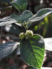 Lippia substrigosa
