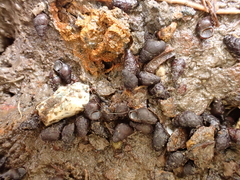 Potamopyrgus estuarinus