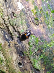 Basanus formosanus