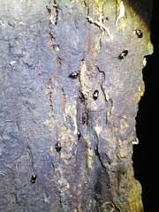 Basanus formosanus