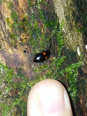 Basanus formosanus