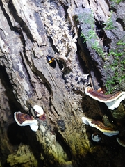 Basanus formosanus