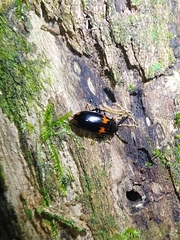 Basanus formosanus