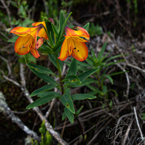 Alstroemeria foliosa (Alstroemeria foliosa)