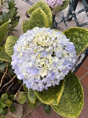 Hydrangea