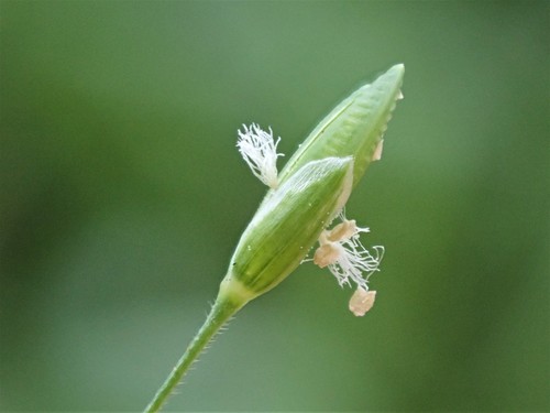 Ehrharta erecta