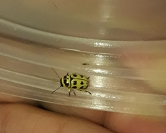 Metallactus pollens