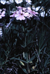 Phlox speciosa