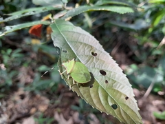 Chlorocoris distinctus