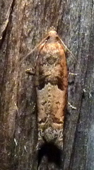 Pseudexentera sepia