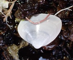 Maorimactra ordinaria