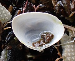 Maorimactra ordinaria