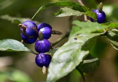 Psychotria suterella