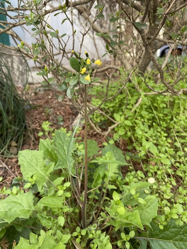 Youngia erythrocarpa