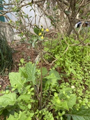 Youngia erythrocarpa