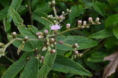 Vernonanthura
