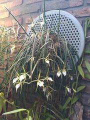 Brassavola