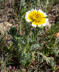 Layia munzii