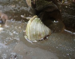 Irus elegans