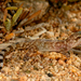 Sharpnose Leaf-toed Gecko - Photo (c) Roberto Sindaco, some rights reserved (CC BY-NC-SA), uploaded by Roberto Sindaco