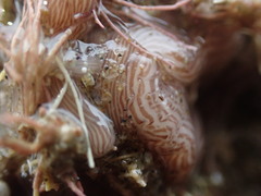 Baseodiscus delineatus