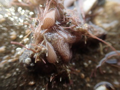 Baseodiscus delineatus