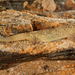 Socotra Leaf-toed Gecko - Photo (c) Roberto Sindaco, some rights reserved (CC BY-NC-SA), uploaded by Roberto Sindaco