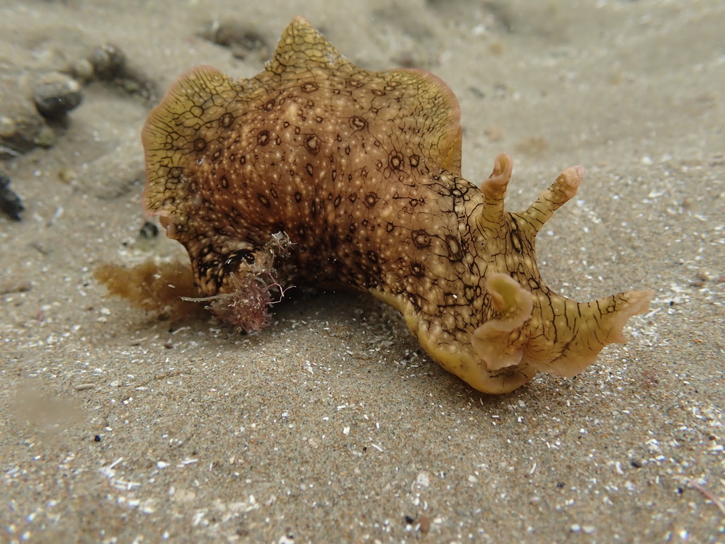 Ocellate Sea Hare