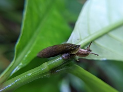 Nenia tridens