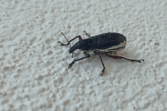 Alocorhinus curtisii