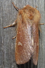 Psaphida styracis