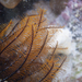 Orange Feather Star - Photo (c) Wayne Martin, some rights reserved (CC BY-NC), uploaded by Wayne Martin