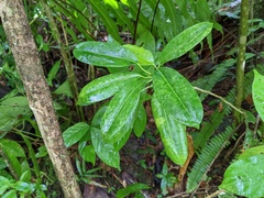 Sapium laurocerasus