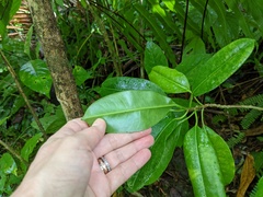 Sapium laurocerasus