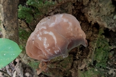 Fungi