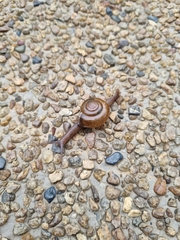 Macrochlamys kelantanensis