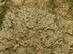 Phaeophyscia leana