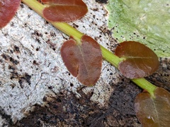 Marcgravia rectiflora