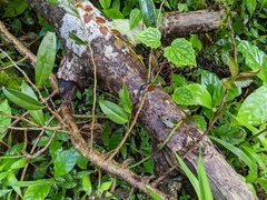 Marcgravia rectiflora