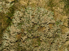 Phaeophyscia leana