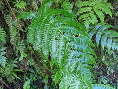 Cyathea horrida