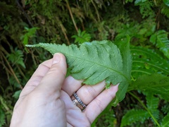 Cyathea horrida