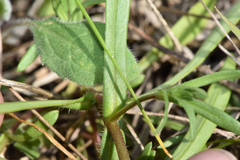Phlox cuspidata